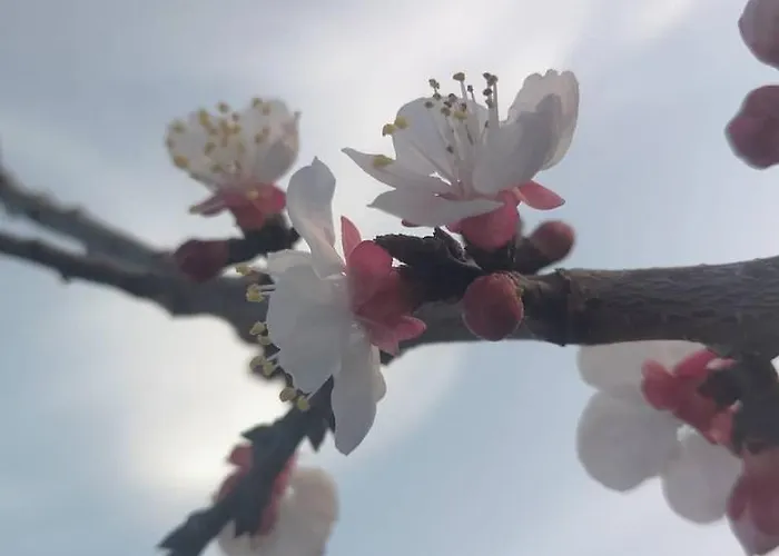 Li Massari 农家乐 奥特朗托