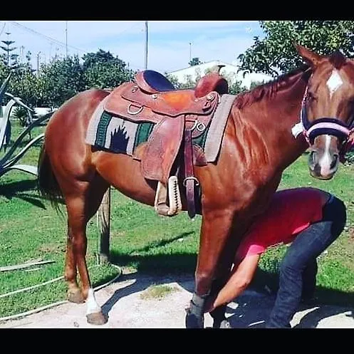 农家乐 Li Massari